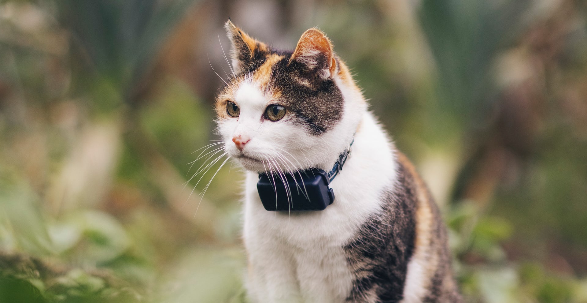 Un gatto all'aria aperta con indosso un Tractive CAT Mini