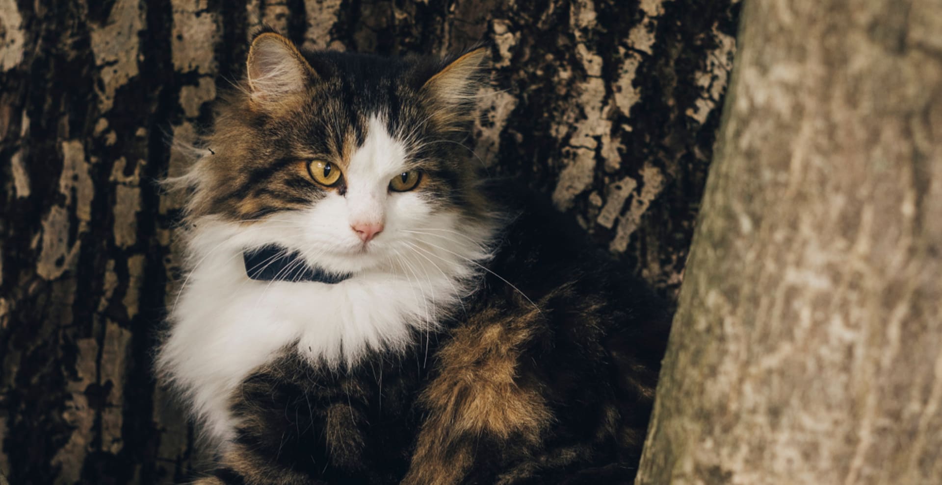 Un gatto siede su un albero