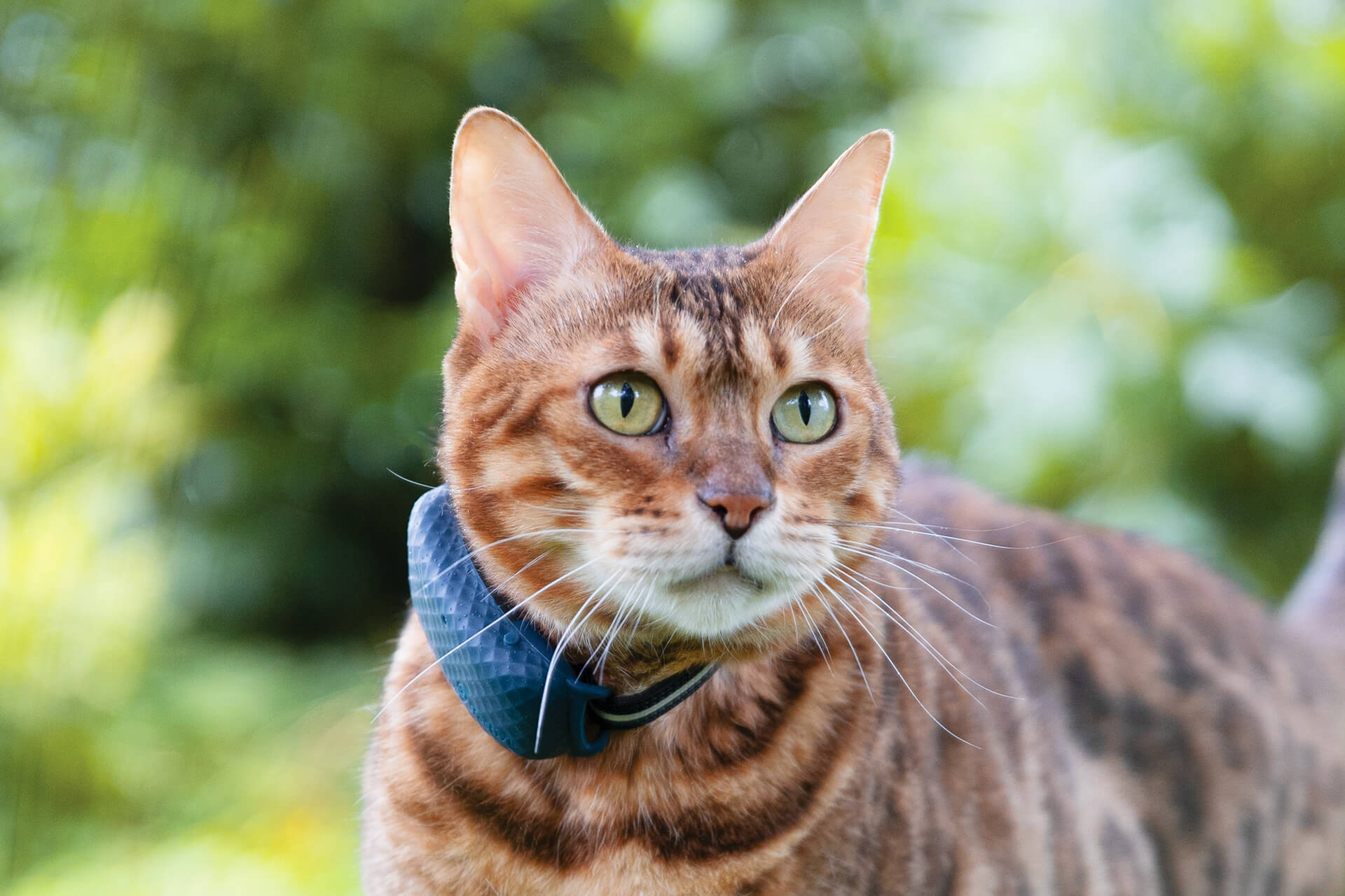 Tractive Introduces New LTE GPS Pet Tracker Dedicated to Cats in North America