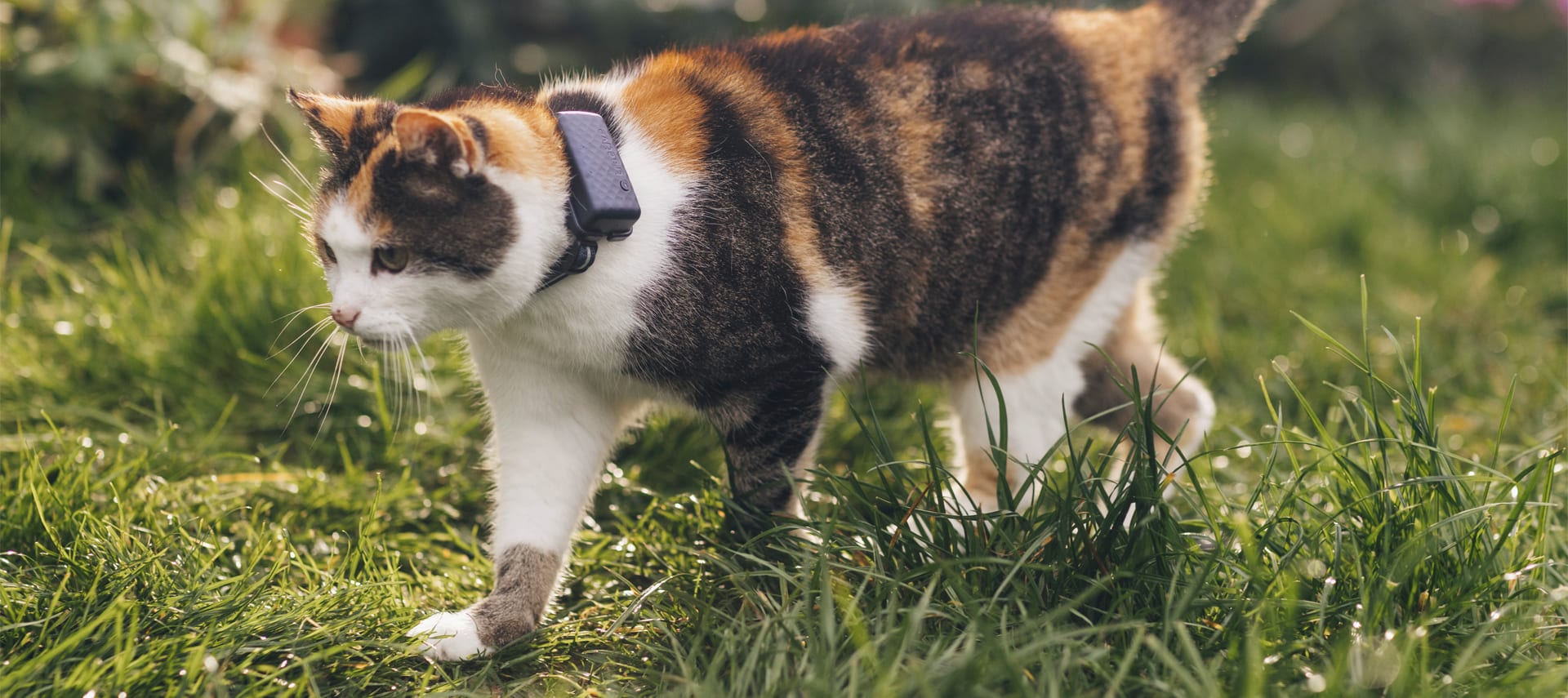 Majitel držící kočku s GPS trackerem