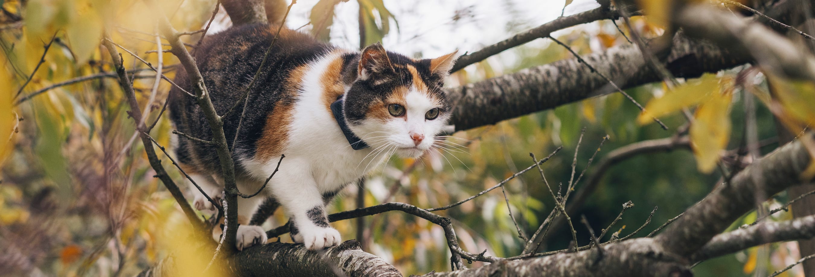 Un gatto cammina su un albero