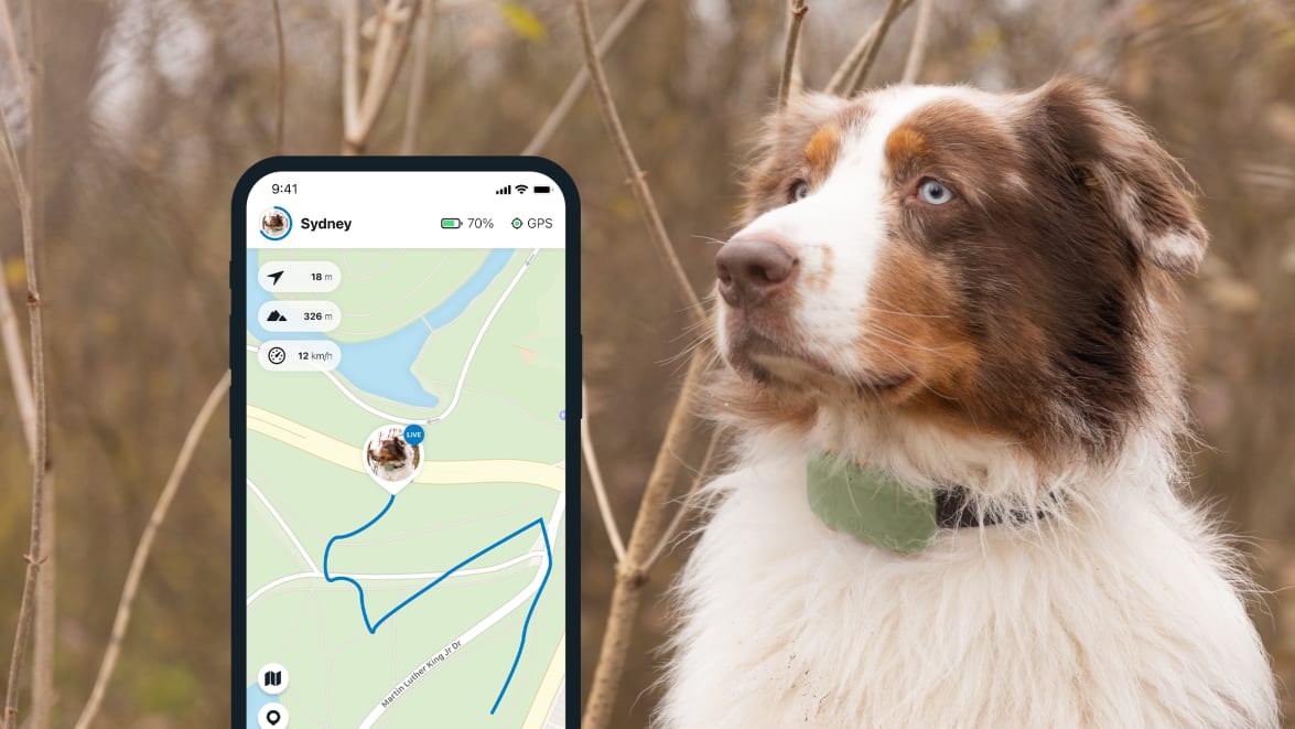 LIVE-tracking med den nye Tractive GPS DOG 4