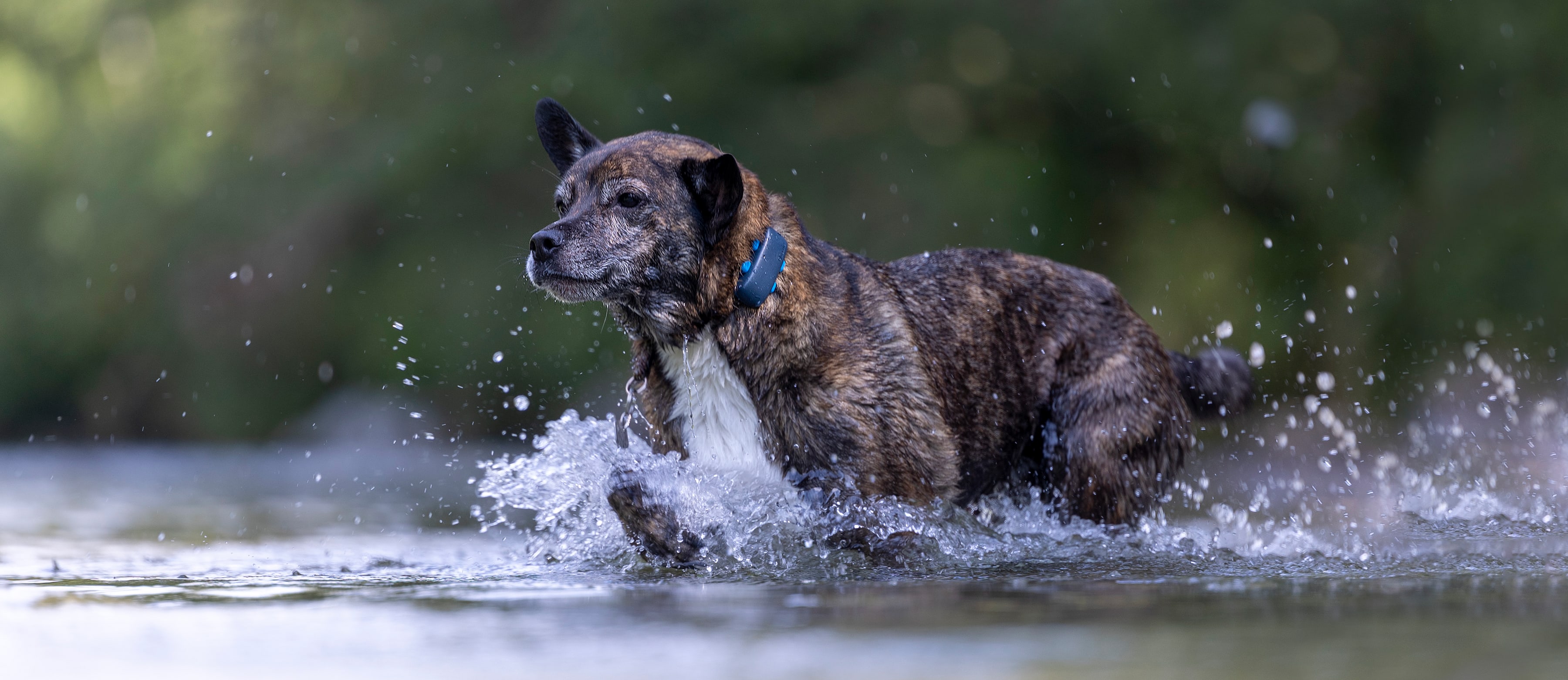 Un cane corre nell'acqua indossando un localizzatore Tractive GPS
