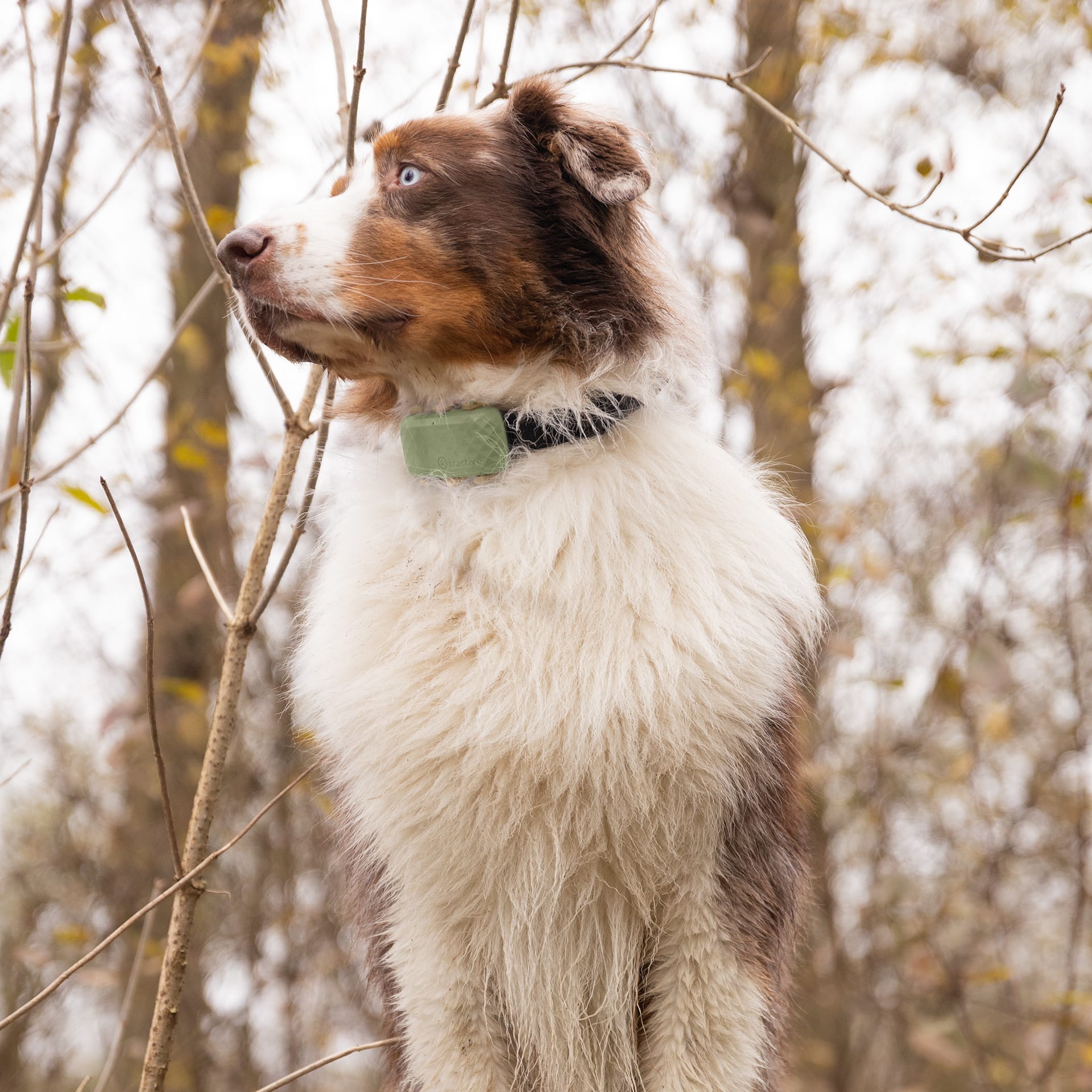 dog standing in woods