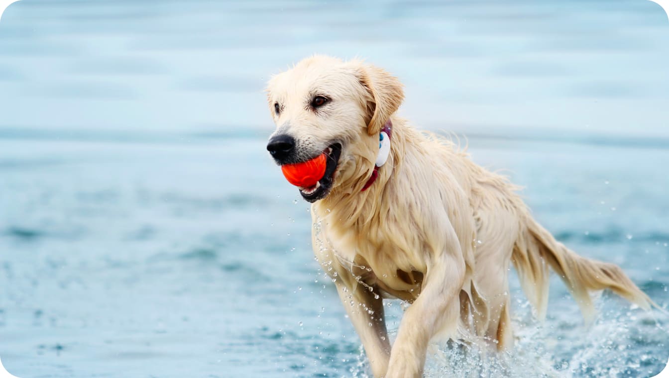 Un cane corre e gioca sulla spiaggia indossando un localizzatore Tractive GPS per cani