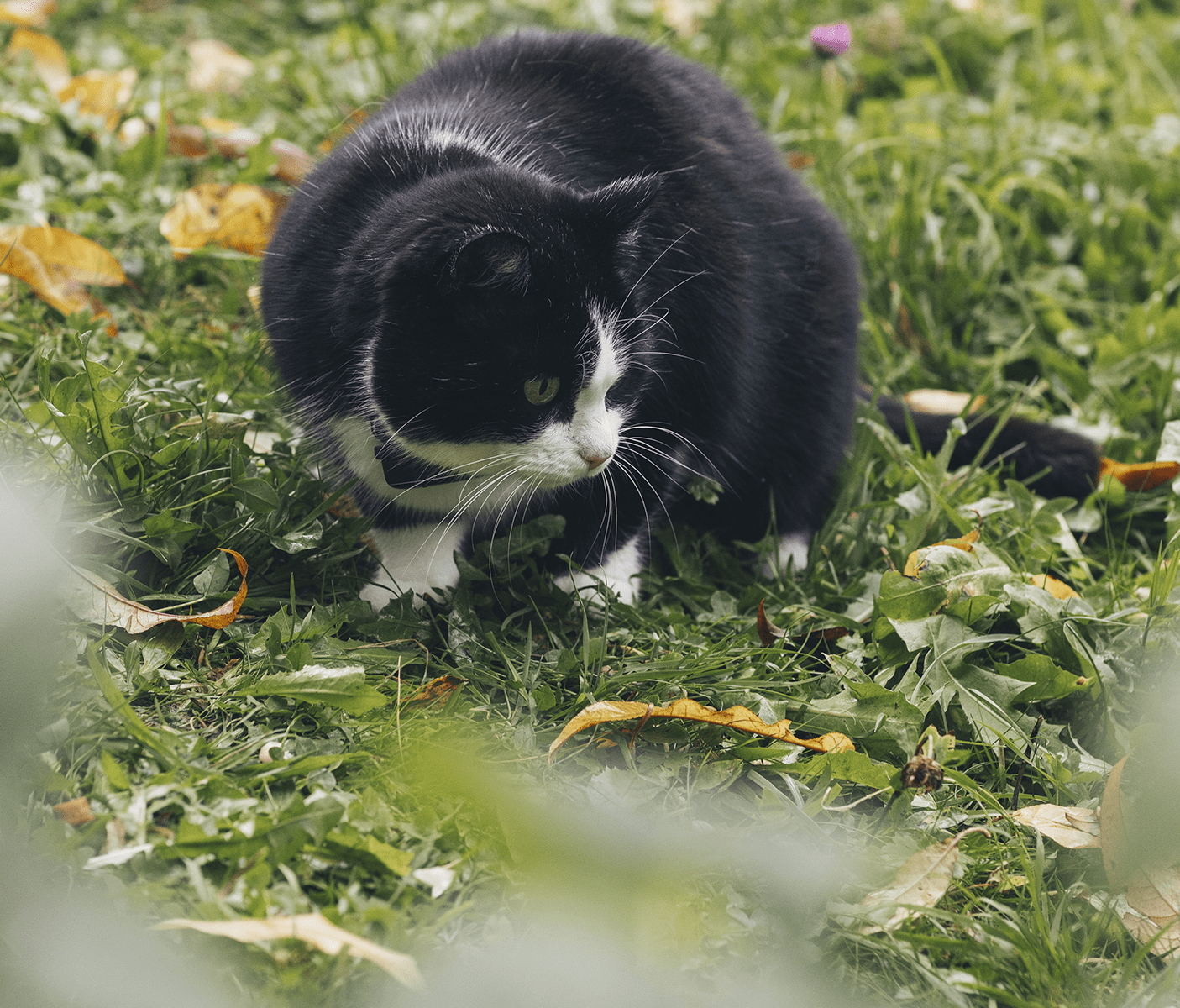 Katze steht im Garten