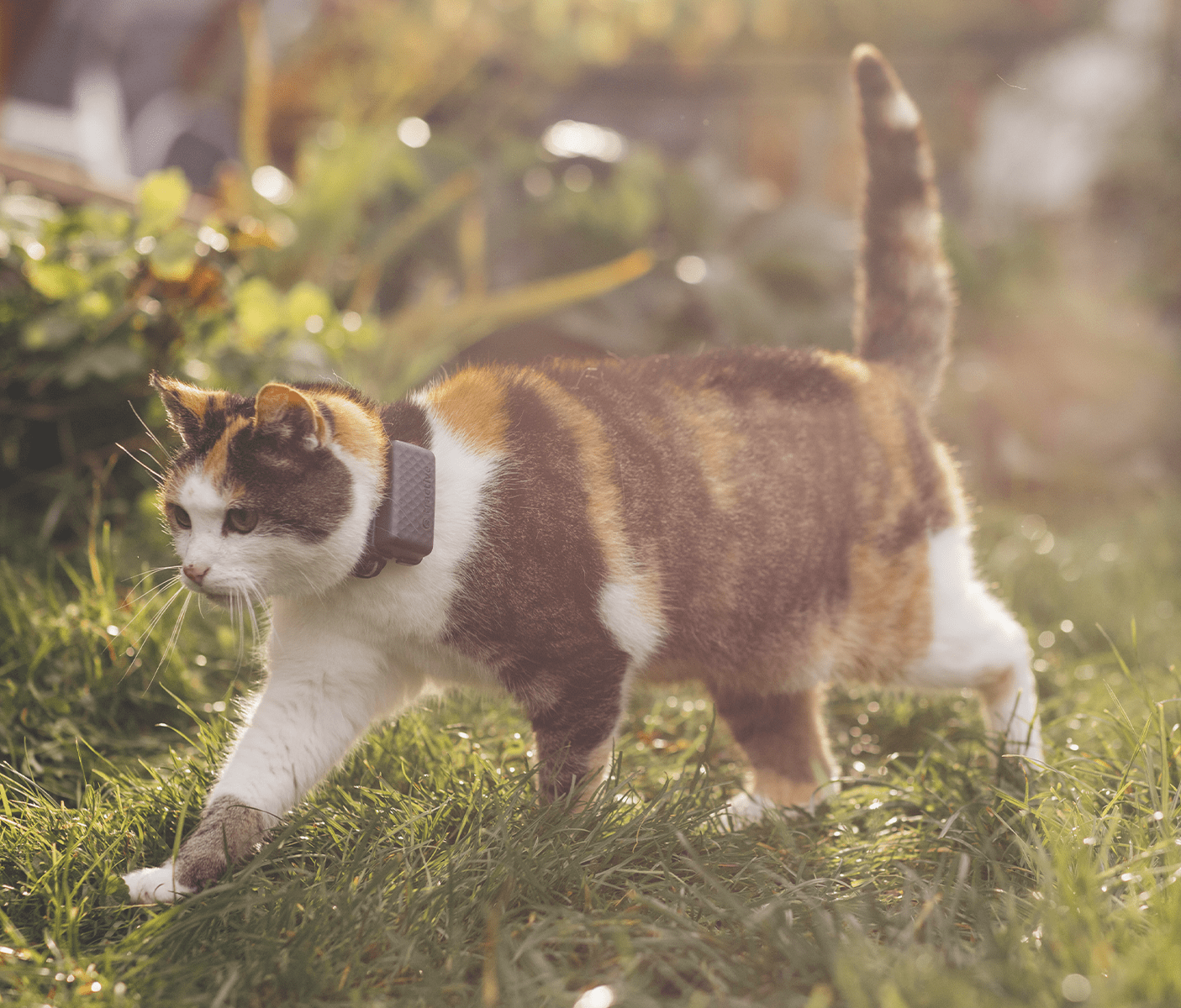 En kat står i haven
