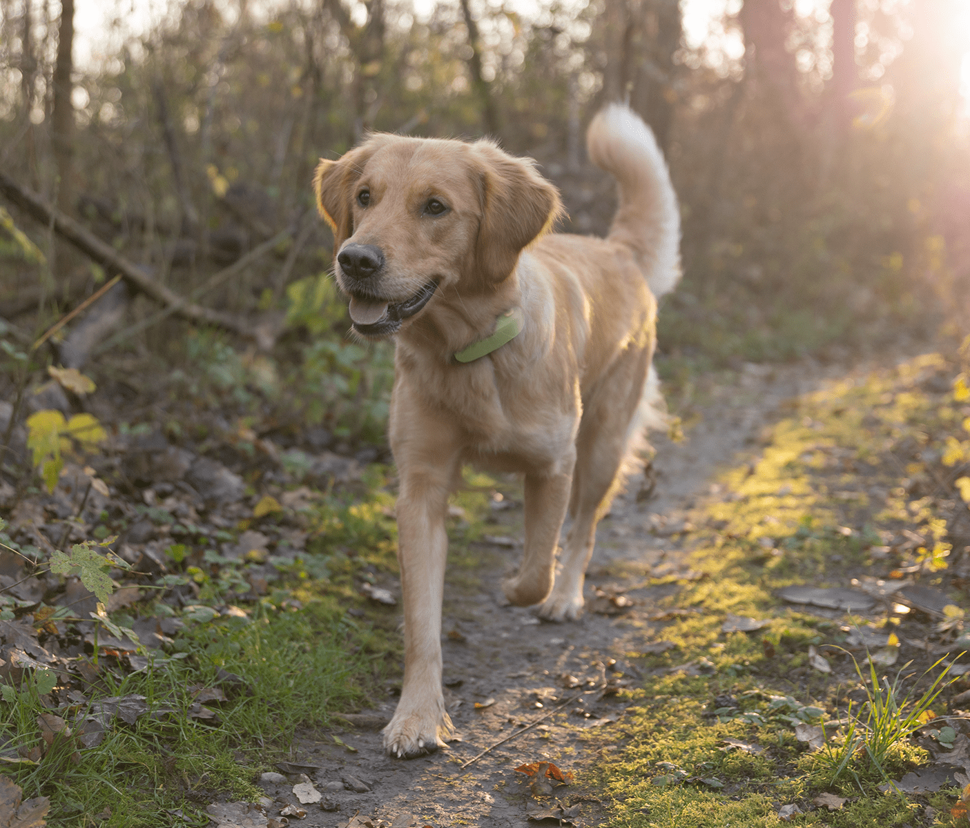 dog standing in woods