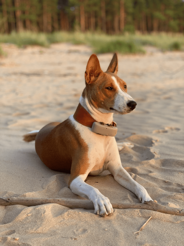 A Basenji Dog with 澳洲幸运10 GPS Dog Tracker